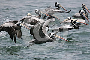 Peruvian pelican flying over water photo