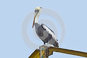 Peruvian Pelican (Pelecano thagus)