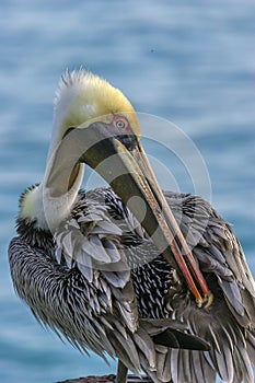 Peruvian pelican,Pelecanus thagus