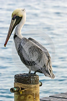 Peruvian pelican,Pelecanus thagus