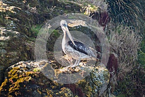 Peruvian pelican Pelecanus thagus in protected area Monumento Nacional Islotes de Punihuil on Chiloe island, Chi photo