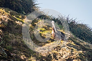 Peruvian pelican Pelecanus thagus in protected area Monumento Nacional Islotes de Punihuil on Chiloe island, Chi photo