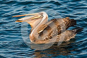 Peruvian pelican swallowing fish in the peruvian coast at Piura