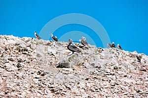 Peruvian pelicans at the Ballestas Islands in Peru