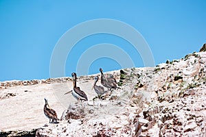 Peruvian pelicans at the Ballestas Islands in Peru