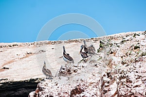 Peruvian pelicans at the Ballestas Islands in Peru