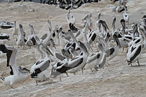 Peruvian pelican breeding colony on guano island photo