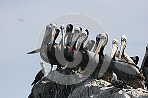 Peruvian pelican breeding colony on guano island photo