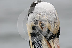Peruvian pelican face close up