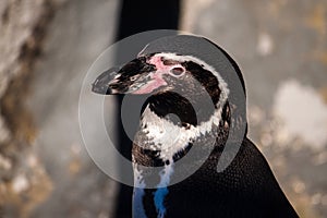 Peruvian Penguin