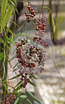 Peruvian pepper fruits on tree. Schinus molle, on tropical garden