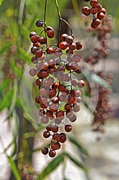 Peruvian pepper fruits on tree, Schinus molle, on tropical garden, Minas Gerais