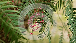 Peruvian pepper tree (Schinus Molle) with red peppercorn berries on a green branch