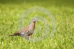 Peruvian pigeon