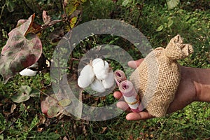 peruvian pima cotton farm with money bag