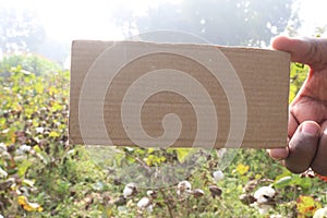 peruvian pima cotton farm with sign card