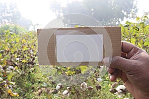 peruvian pima cotton farm with sign card