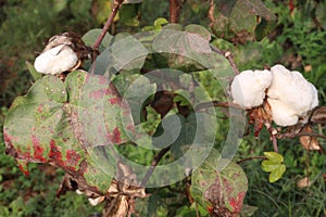 peruvian pima cotton on tree in farm