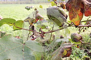 peruvian pima cotton on tree in farm