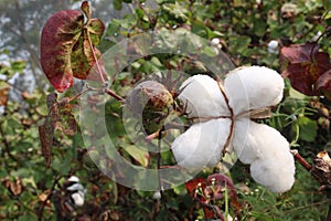 peruvian pima cotton on tree in farm