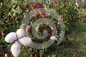 peruvian pima cotton on tree in farm