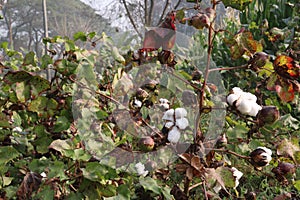 peruvian pima cotton on tree in farm