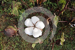 peruvian pima cotton on tree in farm