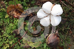 peruvian pima cotton on tree in farm