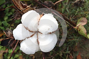 peruvian pima cotton on tree in farm