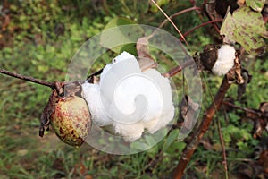 peruvian pima cotton on tree in farm