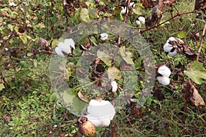 peruvian pima cotton on tree in farm