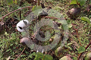 peruvian pima cotton on tree in farm