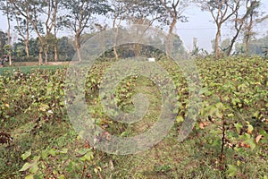 peruvian pima cotton on tree in farm