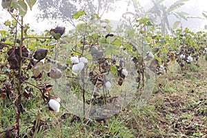 peruvian pima cotton on tree in farm