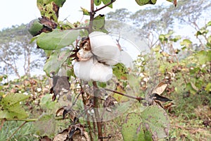 peruvian pima cotton on tree in farm