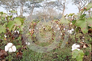 peruvian pima cotton on tree in farm