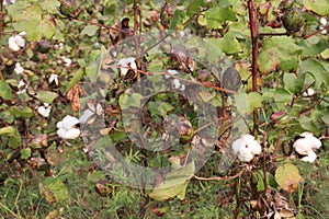 peruvian pima cotton on tree in farm