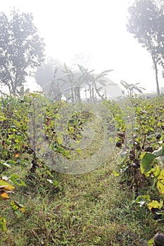 peruvian pima cotton on tree in farm