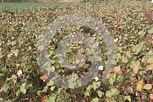 peruvian pima cotton on tree in farm