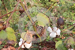 peruvian pima cotton on tree in farm