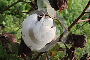 peruvian pima cotton on tree in farm