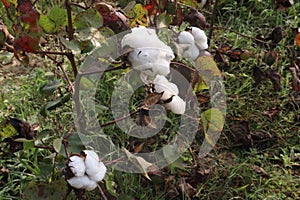 peruvian pima cotton on tree in farm