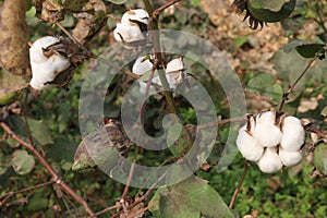 peruvian pima cotton on tree in farm