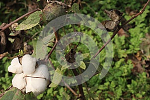 peruvian pima cotton on tree in farm