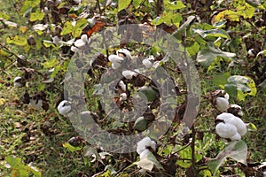 peruvian pima cotton on tree in farm