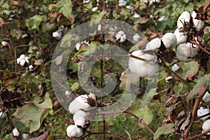 peruvian pima cotton on tree in farm