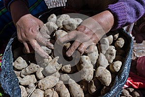 Peruvian potatoes for sale