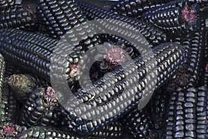 Peruvian purple corn (maiz morado), photo