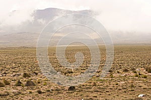 Peruvian Roadway