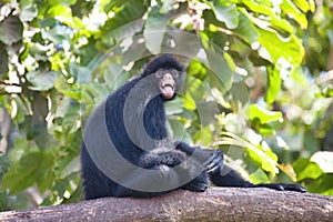 Peruvian spider monkey, Ateles chamek, sitting in a tree